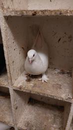 Duifje, Dieren en Toebehoren, Vogels | Duiven, Vrouwelijk