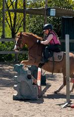 Betrouwbare beginnerspony’s , sportpony’s & Familiepony’s, B, Gechipt, Ruin, 3 tot 6 jaar