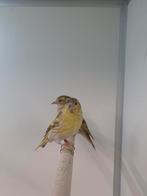 5-5 Europese sijs pastel en bruin, Meerdere dieren, Wildzangvogel, Geringd