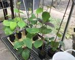 KIWIPLANTEN, zaailing groene kiwi, nog 5 stuks leverbaar, Lente, Overige soorten, Volle zon, In pot
