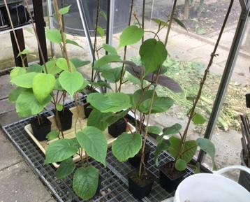 KIWIPLANTEN, zaailing groene kiwi, nog 5 stuks leverbaar beschikbaar voor biedingen
