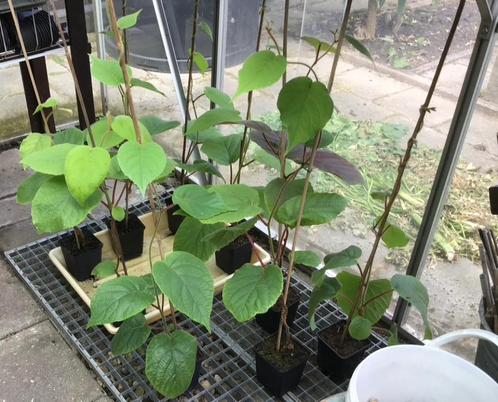 KIWIPLANTEN, zaailing groene kiwi, nog 5 stuks leverbaar, Tuin en Terras, Planten | Fruitbomen, Overige soorten, Volle zon, Lente