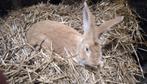 Vlaamse reuzen, Dieren en Toebehoren, Konijnen, Mannelijk, Groot, 0 tot 2 jaar