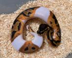 1.0 Pied ball python regius te koop, Dieren en Toebehoren, Reptielen en Amfibieën, Slang, Tam, 0 tot 2 jaar