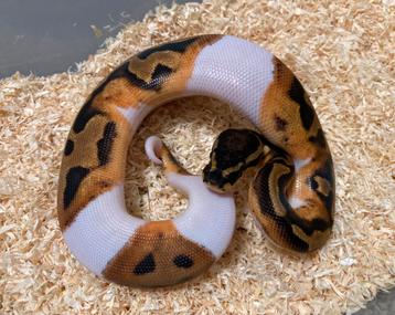 1.0 Pied ball python regius te koop beschikbaar voor biedingen