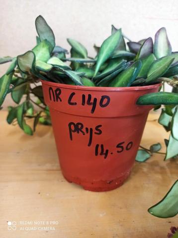 Hoya Burtoniae in gratis hp nummer C140 reclame beschikbaar voor biedingen