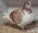 Sierduif, Dieren en Toebehoren, Mannelijk, Kropper