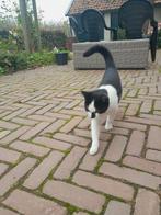 Lieve speelse kater, zwart wit, Dieren en Toebehoren, Katten en Kittens | Overige Katten, Kater, Kortharig, 0 tot 2 jaar
