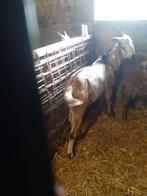 Nubische dekbok, Dieren en Toebehoren, Schapen, Geiten en Varkens, Mannelijk, Geit, 0 tot 2 jaar