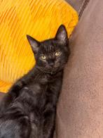 Britse korthaar x ragdoll, Dieren en Toebehoren, Katten en Kittens | Raskatten | Korthaar, Kater, Ontwormd