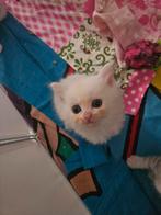 Britse korthaar kitten, Ophalen, Zo goed als nieuw