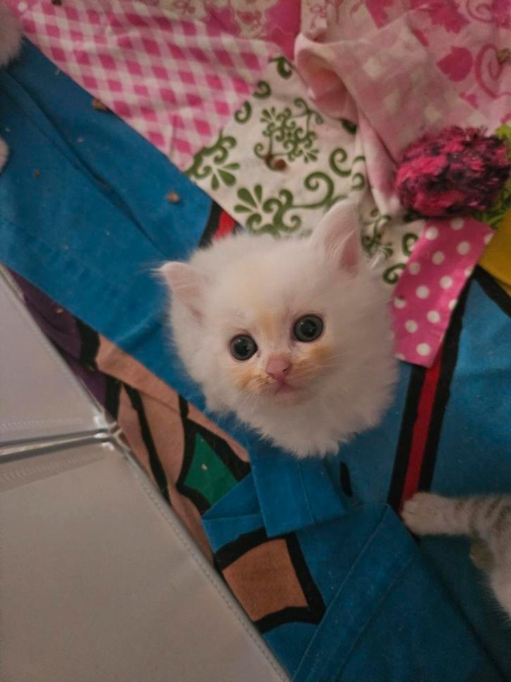 Britse korthaar kitten, Dieren en Toebehoren, Katten-accessoires, Zo goed als nieuw, Ophalen