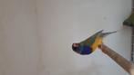 Gouldamadine pastel split witborst splitblauw, Dieren en Toebehoren, Vogels | Overige Vogels, Meerdere dieren, Tropenvogel, Geringd
