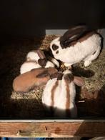 Te koop mooie lotharingers bruin, Dieren en Toebehoren, Konijnen, Meerdere dieren, Groot, 0 tot 2 jaar