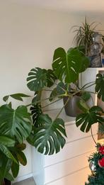 Gezonde Monstera plant in pot, Ophalen, Overige soorten, In pot