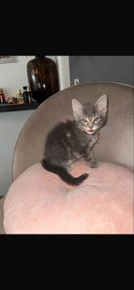 Kittens, 0 tot 2 jaar