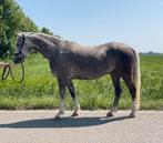 Super knappe D-pony te koop!, Dieren en Toebehoren, Paarden, Ruin, Recreatiepaard, Ontwormd, 3 tot 6 jaar