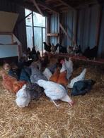 Grote Leghennen + Haan, Dieren en Toebehoren, Pluimvee, Vrouwelijk, Kip