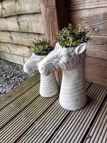 Zebra's beschikbaar voor biedingen