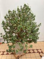 Grote Crassula ovates of jade 1.40 x 1.00, Winter, Overige soorten, 100 tot 250 cm, Ophalen