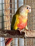 1-0 Pyrrhura Molinae, Mannelijk, Parkiet, Geringd