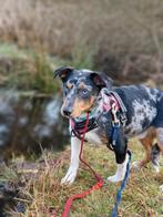 Jack russel dekreu met ice blue  ogen, Dieren en Toebehoren, Honden | Dekreuen, Rabiës (hondsdolheid), Reu, 1 tot 2 jaar, Eén hond
