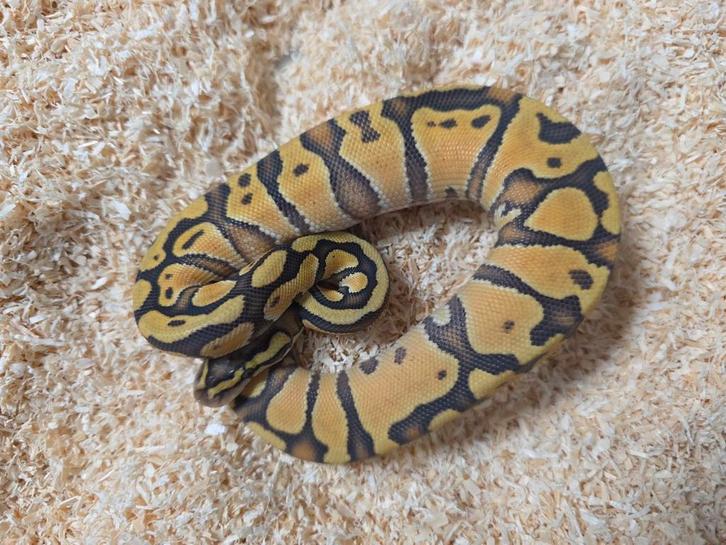 Enchi Pastel Hypo vrouwtje 2025