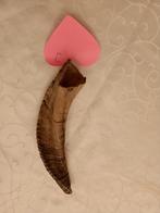 Unieke Shofar - Hoorn van Schaap - 22cm, Antiek en Kunst, Ophalen of Verzenden