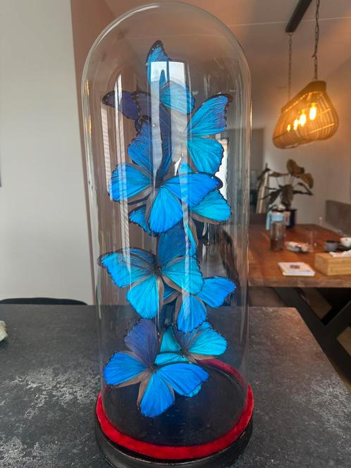 Antieke stolp met Morpdo didius, Huis en Inrichting, Woonaccessoires | Stolpen, Nieuw, Ophalen