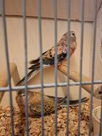 Koppel bourke's parkieten in aparte kleuren, Dieren en Toebehoren, Vogels | Parkieten en Papegaaien, Meerdere dieren, Parkiet