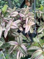 Tradescantia Danny Lee, Huis en Inrichting, Ophalen of Verzenden, Overige soorten, Minder dan 100 cm