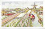 AK Haarlem - Bloembollenvelden, hyacinten, Verzenden, 1920 tot 1940, Gelopen, Noord-Holland