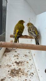 Koppel kanaries afgaat met geel, Dieren en Toebehoren, Vogels | Kanaries, Meerdere dieren, Kleurkanarie