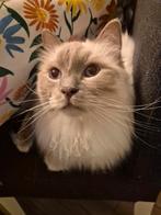 Lieve gecastreerde Ragdoll kater zoekt 5️⭐️ paleisje!, Dieren en Toebehoren, Katten en Kittens | Raskatten | Langhaar, Kater, Gechipt
