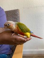 Pineapple conure, Dieren en Toebehoren, Vogels | Parkieten en Papegaaien, Geslacht onbekend, Parkiet, Tam