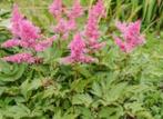 3 Astilbe (kleur of roze) - pluim spirea - zelf opgekweekt., Tuin en Terras, Zomer, Vaste plant, Ophalen of Verzenden, Overige soorten