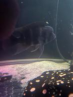 Frontosa, Dieren en Toebehoren, Vis