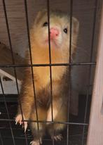 2 super lieve fretjes, Dieren en Toebehoren, Overige Dieren, Meerdere dieren, Na 1 juli 2024