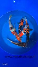 mooie koi, Dieren en Toebehoren, Vissen | Vijvervissen, Karper of Koi
