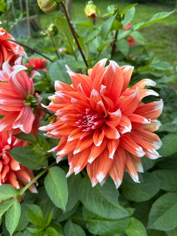 Dahlia Knol - Prachtige rode bloemen met witte puntjes, Tuin en Terras, Planten | Tuinplanten, Vaste plant, Overige soorten, Volle zon