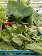 Surinaamse groente vandaag vers geoogst 4,00 per pond, Ophalen of Verzenden, Eenjarig, Groenteplanten, Volle zon