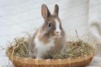 jonge konijntjes konijnen, Dieren en Toebehoren, Konijnen, Meerdere dieren, Middelgroot, 0 tot 2 jaar