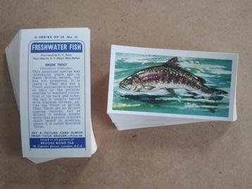 Freshwater Fish complete set 50 tea cards vissen 1960 beschikbaar voor biedingen