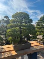 Bonsai | Pinus parviflora | Zwarte dennen nieuw binnen, Ophalen, Overige soorten, Minder dan 100 cm