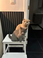 Twee lieve Britse korthaar katertjes zoeken een warme thuis, Dieren en Toebehoren, Kater, Ontwormd