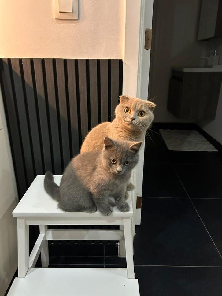 Twee lieve Britse korthaar katertjes zoeken een warme thuis, Dieren en Toebehoren, Katten en Kittens | Raskatten | Korthaar, Kater