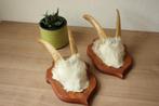 Taxidermie gewei geit hoorns, Ophalen of Verzenden, Gebruikt, Boerderijdier, Gewei of Kop