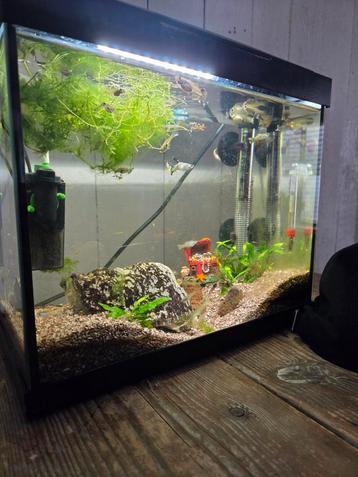 Guppie beschikbaar voor biedingen