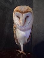 Kerkuil, Dieren en Toebehoren, Vogels | Overige Vogels, Vrouwelijk, Roofvogel, Geringd