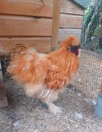 Buff Zijdehoender Haan & eventueel kippen, Dieren en Toebehoren, Pluimvee, Geslacht onbekend, Kip
